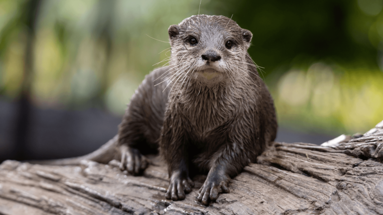 Otter